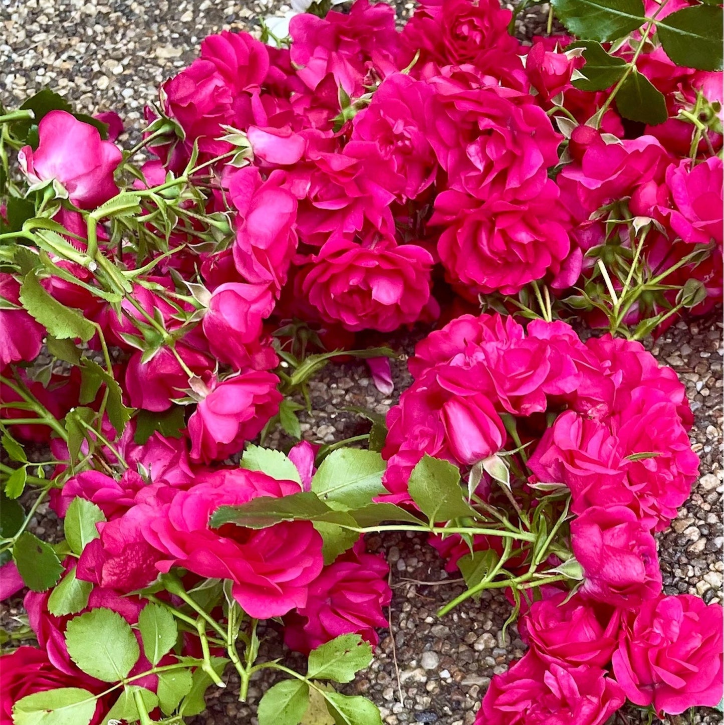 Flower Preservation Date Reservation & Drying Fee
