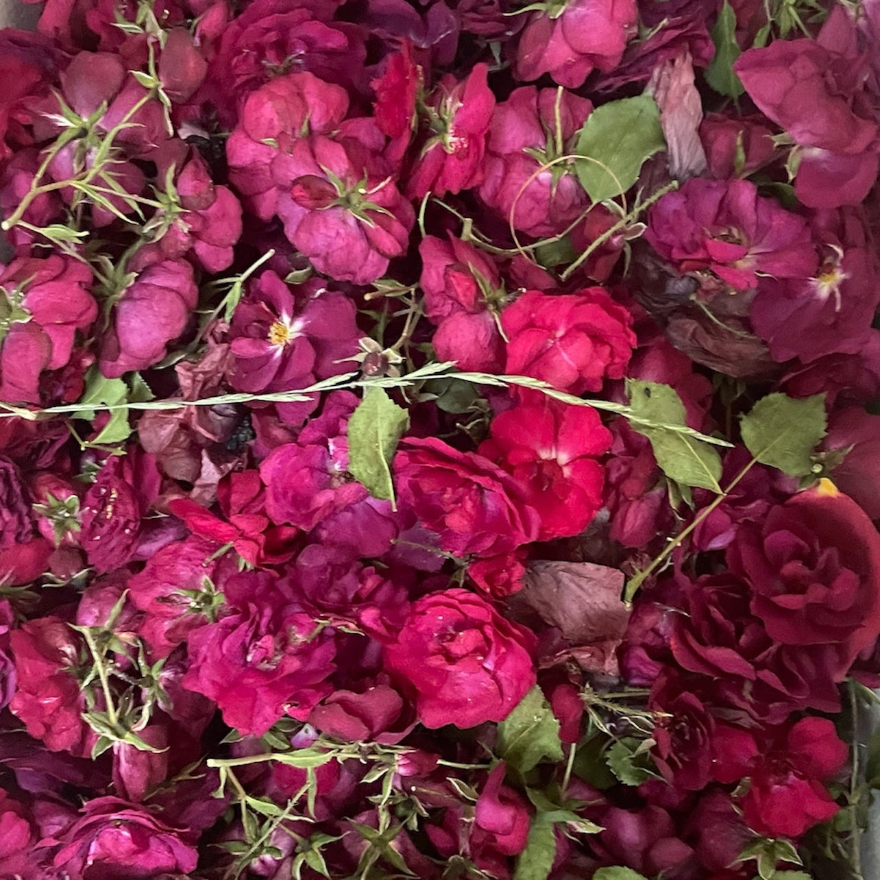 Flower Preservation Date Reservation & Drying Fee